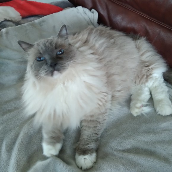 Meet your Posher, Ivy - Picture 1 of 1